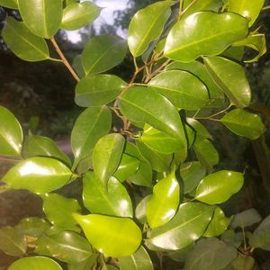 Ficus Benjamina