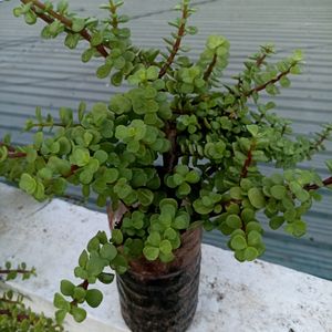 Combo Of 2 Plants @ Very Low Price