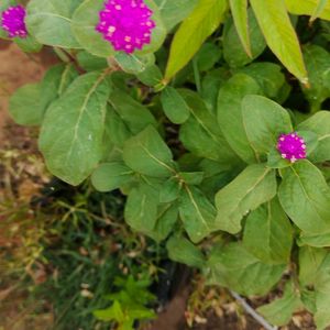 Vadamali Saplings 5