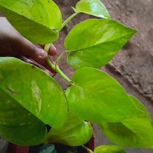 Neon Blushy Money Plant With Pot