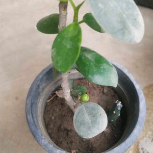 Ficus Plant Healthy With Root