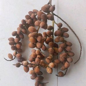 40 Areca Palm Seed To Grow