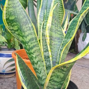 Bunch Of Three Healthy Sanseveria plants Without Pot...