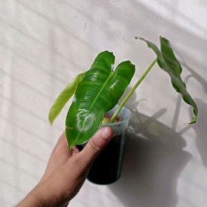 Philodendron Mature Plant