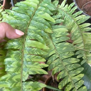 Exotic Rare Verigated Boston Fern Plant With Roots