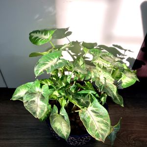 Syngonium PIXIE Plant