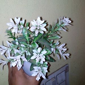 Home Decorate Plant