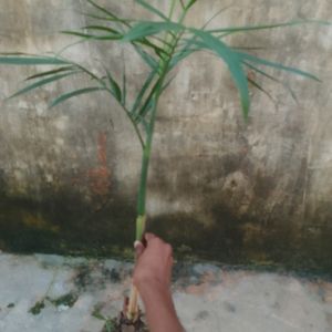 Bamboo Palm Plant (Chamaedore Seifrizii)