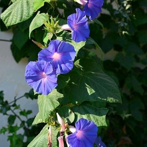 Morning Glory Flower Seeds