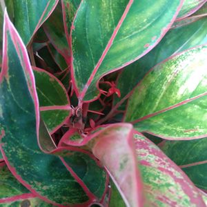 Aglaonema 3 Types Of Live Plant