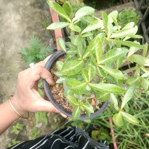 Adenium Arabicum Live Plant (Ggk+Baz)