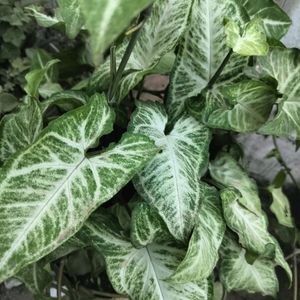 Syngonium Plant Cutting