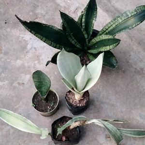 Air Purifying Sansevierias