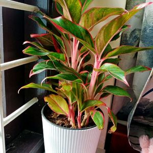 Aglonema 2 Plants Combo