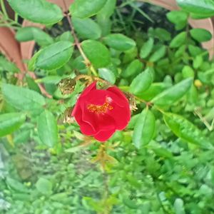 Small Rose Flower Stem