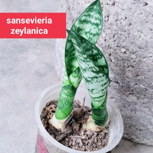 Mix Sansevieria (7 Varieties )