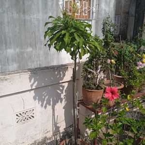 5 Flowers Plant Combo