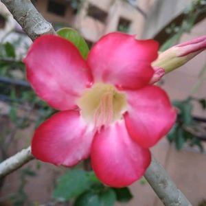 Adenium plant 2