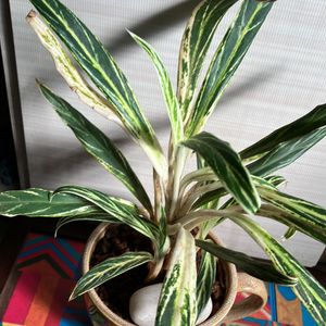 Chinese Evergreen Bai Kaw Indoor Plant