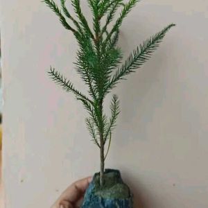 Chritsmas Plant Live  Indoor / Outdoor