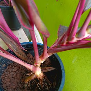 Cordyline Fruticosa Plant Big Size Same As Shown