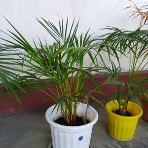 Areca Palm Bunch