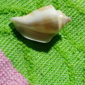 Small Sea Shell (Four)