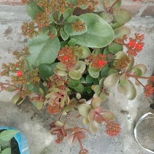 Kalanchoe Plant(3piece)