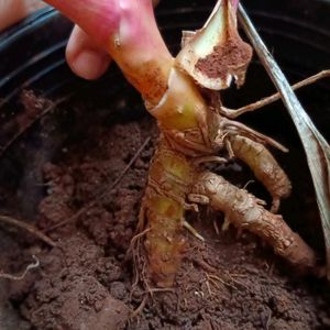 Cordyline Fruticosa Plant Well Rooted