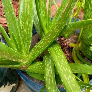 Medicinal Ayurvedic Aloe Vera Plant