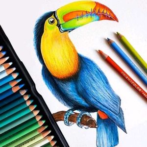 Bird Drawing