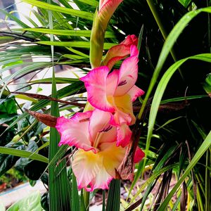 Bird Of Paradise And Gladious Plant