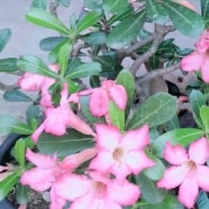 Adenium plant 2