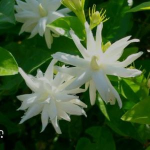 Star Jasmin Plant