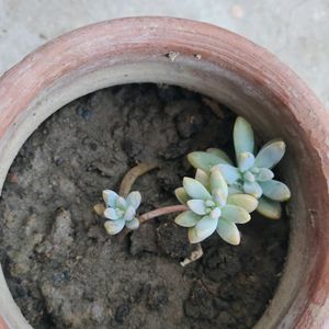 California sunset succulents(Graptosedum Francesco