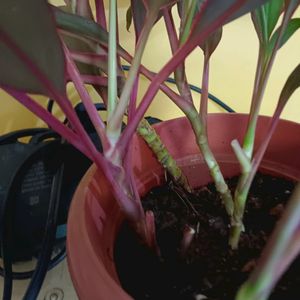 Cordyline Fruticosa Whole Plant