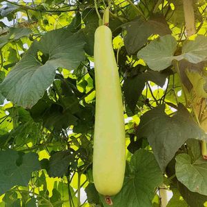 Bottle Gourd (Lauki  Long लौकी के बीज) Seeds