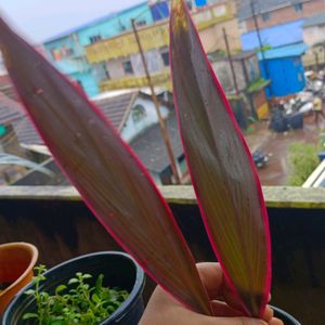 Cordyline Australis Plant With Pot