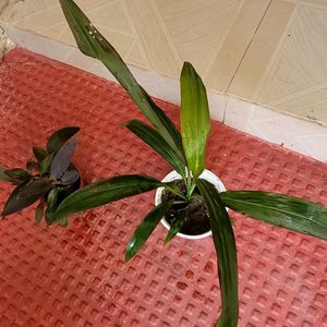 Pack 2 Dracaena Mahatma & Heart Purple Plant & Pot