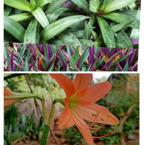 Amarest Lily Plant