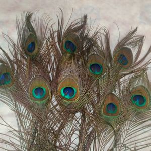 Peacock Feathers