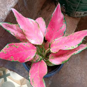 Algonema Pink Varitey