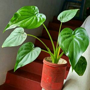 Alocasia cucullata(Elephant Ear) Plant 🌵