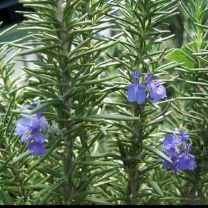 Rosemary And Stroberry Live Plant