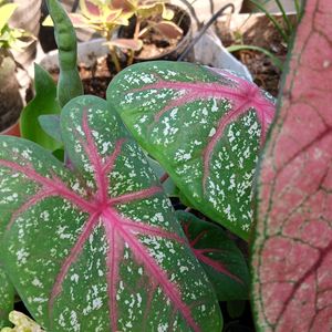 Caladium Plant