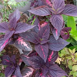 Coleus Cutting