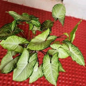 Set 2 Arrowhead & Coleus Plants & Pot