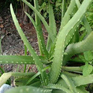 1 Aloe Vera Live Baby Plant