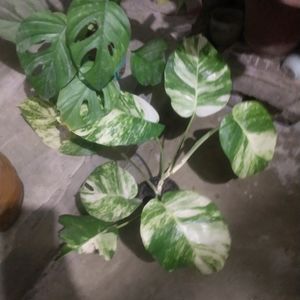 Combo 2  Big Leaf Phothos Mony Plant + Monestera