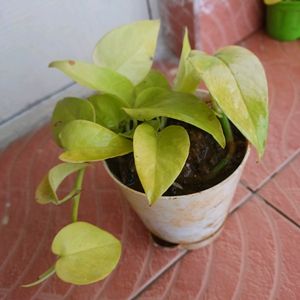 Fresh Money Plant Or Golden Pathos